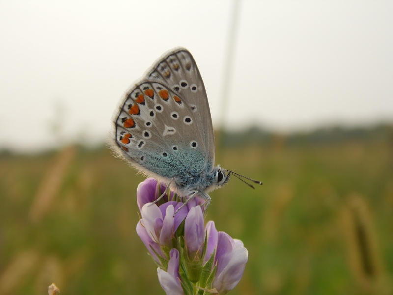 Lepidotteri del Parco del Roccolo da ID